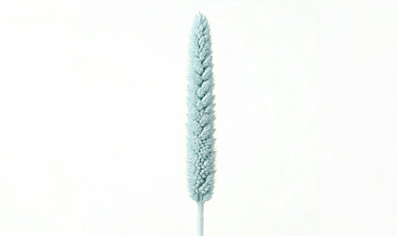 Una sugerente espiga de Babala en color azul claro con sutiles matices turquesa, mostrando su perfil cilíndrico y su densa textura compacta sobre un fondo blanco limpio.
