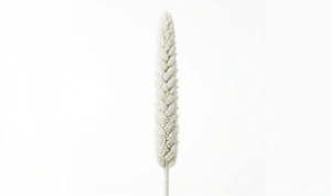 Una elegante espiga de Babala en color blanco inmaculado, mostrando su característica silueta cilíndrica y su textura densamente compactada sobre un fondo blanco limpio.