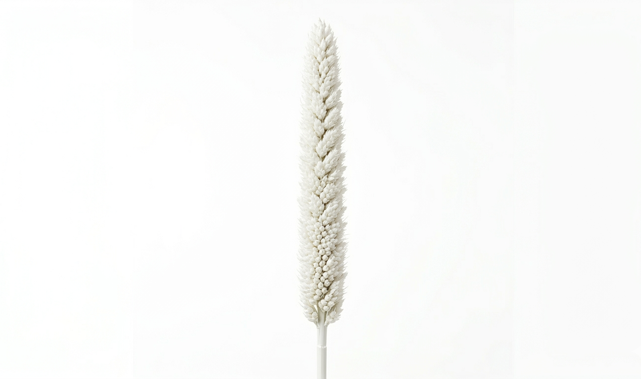Una elegante espiga de Babala en color blanco inmaculado, mostrando su característica silueta cilíndrica y su textura densamente compactada sobre un fondo blanco limpio.