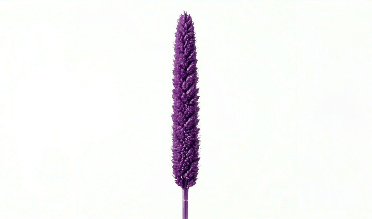 Una sofisticada espiga de Babala en color morado profundo y magnético, mostrando su estructura cilíndrica densa y su textura aterciopelada sobre un fondo blanco limpio.