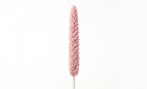 Una estilizada espiga de Babala en color rosa empolvado, destacando su silueta cilíndrica y su densa textura aterciopelada sobre un fondo blanco limpio.