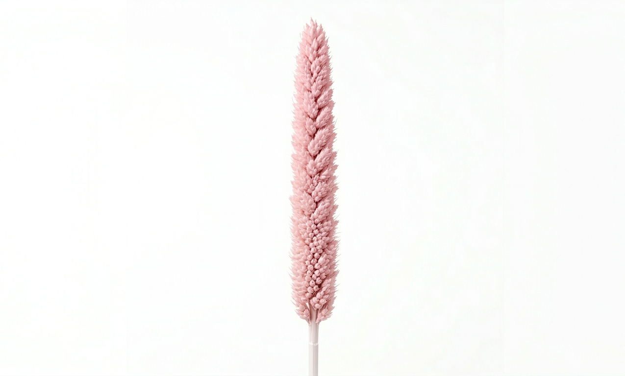 Una estilizada espiga de Babala en color rosa empolvado, destacando su silueta cilíndrica y su densa textura aterciopelada sobre un fondo blanco limpio.