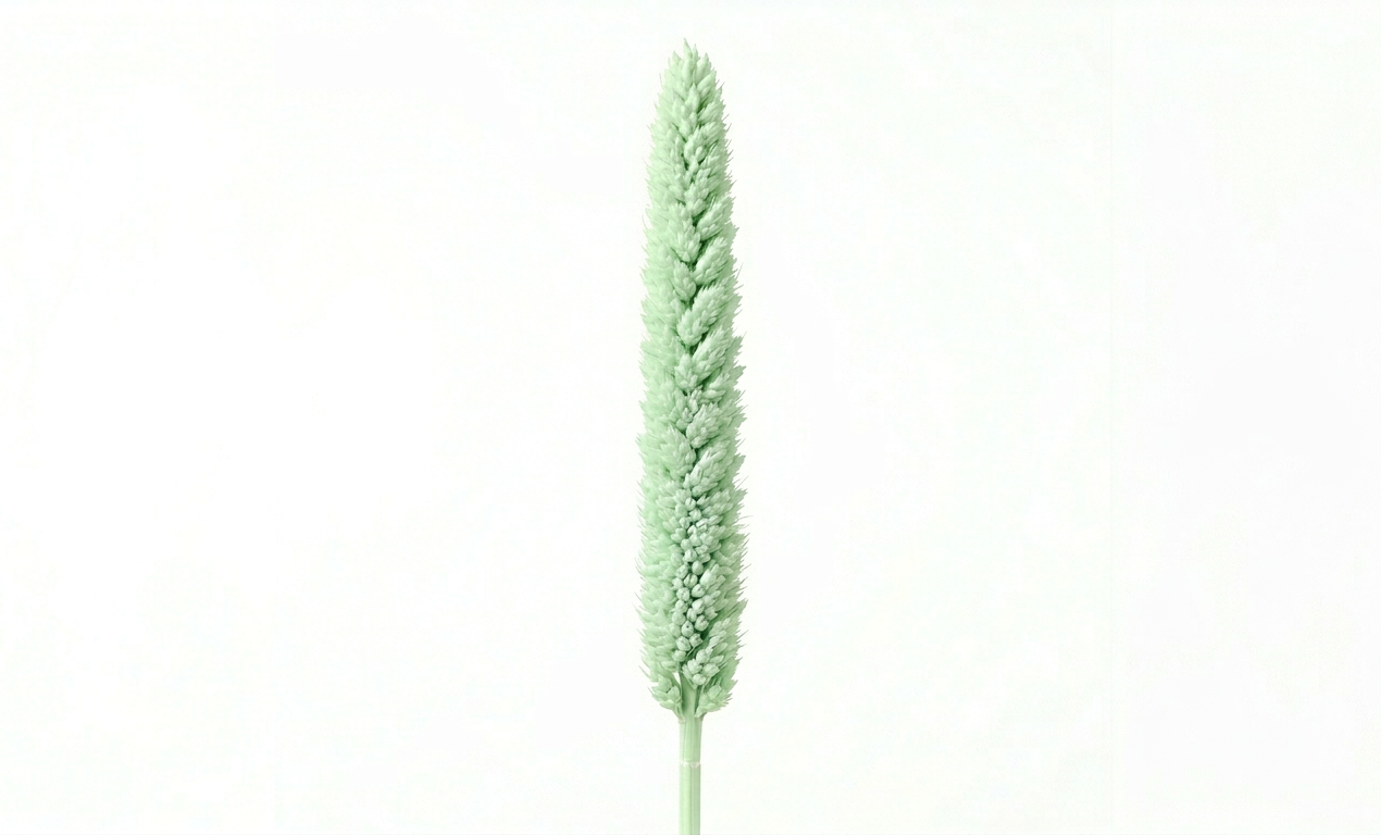 Una estilizada espiga de Babala en color verde claro menta, exhibiendo su estructura cilíndrica y su densa superficie aterciopelada sobre un fondo blanco limpio.