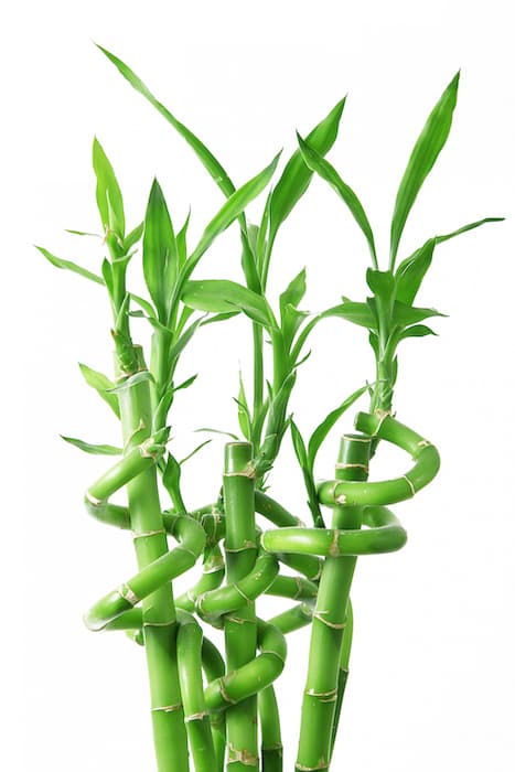 Varas de bambú de importación holandesa en diferentes medidas para floristas.