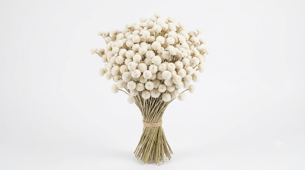 Una sofisticada composición de botao blanco, mostrando sus pequeñas cabezas florales globosas y densas sobre tallos erguidos, destacando su blancura inmaculada contra un fondo blanco limpio.