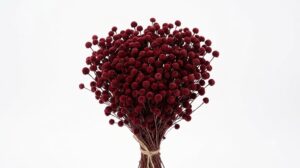 Una sofisticada composición de botao rojo oscuro, mostrando sus pequeñas cabezas florales globosas en un tono borgoña profundo sobre tallos erguidos, destacando su riqueza cromática contra un fondo blanco limpio.