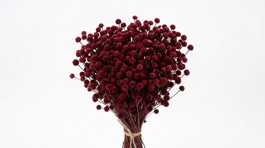 Una sofisticada composición de botao rojo oscuro, mostrando sus pequeñas cabezas florales globosas en un tono borgoña profundo sobre tallos erguidos, destacando su riqueza cromática contra un fondo blanco limpio.