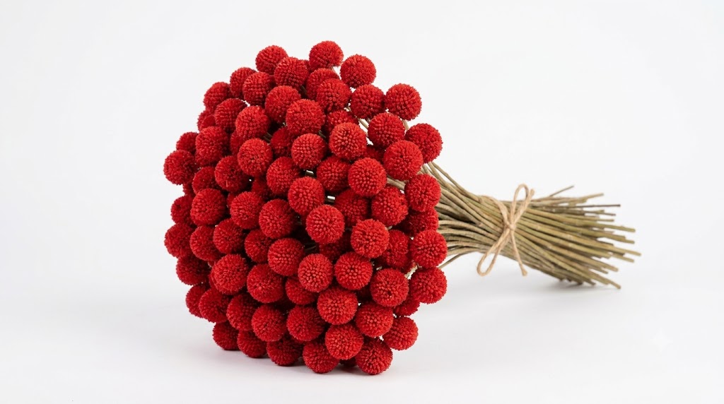 Una sofisticada composición de botao rojo, mostrando sus pequeñas cabezas florales globosas en un tono carmesí profundo sobre tallos erguidos, destacando su vibrante color contra un fondo blanco limpio.