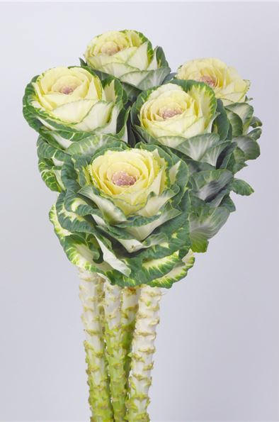 Brassica blanca nacional (col ornamental) para arreglos florales invernales.