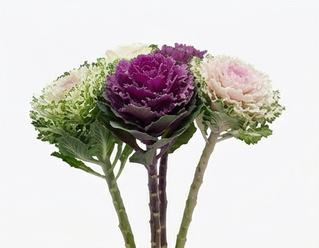Brassicas de importación holandesa en variedades rizadas y colores especiales.