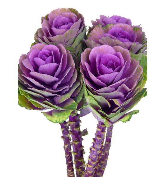 Brássica morada nacional de temporada para floristería profesional.