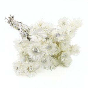 Capblumen