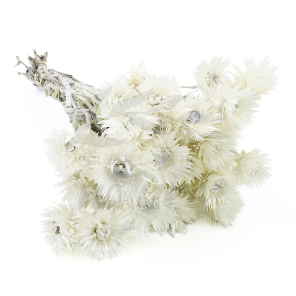 Capblumen