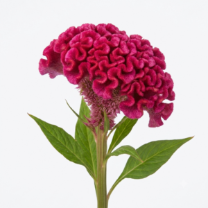 Flor celosía nacional de textura aterciopelada para floristerías.