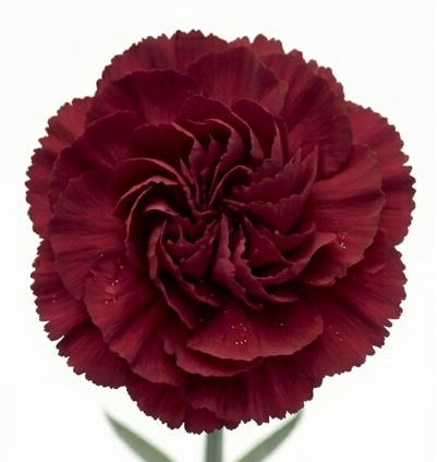 Clavel Select colombiano de máxima calidad y calibre gigante para bodas de lujo.