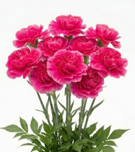 Claveles nacionales frescos de temporada para floristería profesional.