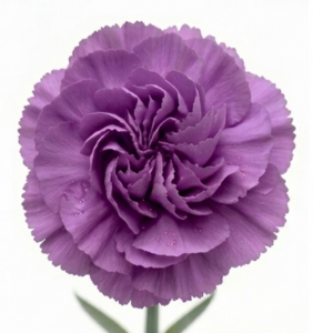 Clavel Select colombiano de máxima calidad y calibre gigante para bodas de lujo.
