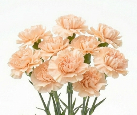 Flor celosía nacional de textura aterciopelada para floristerías.