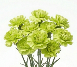 Claveles nacionales frescos de temporada para floristería profesional.