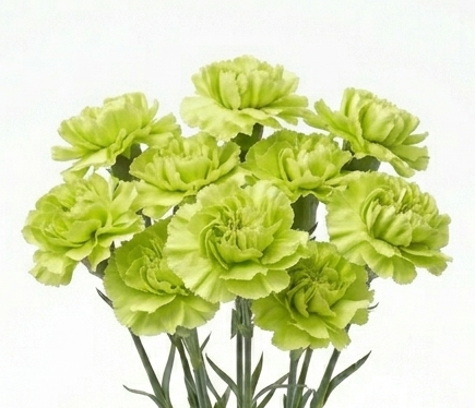 Claveles nacionales frescos de temporada para floristería profesional.