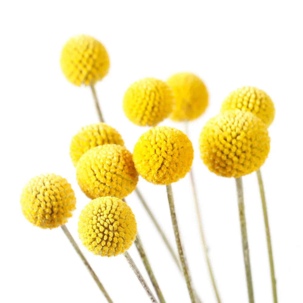 Flores de Craspedia globosa amarillas para arreglos florales profesionales.