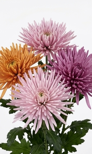 Crisantemos uniflora de importación holandesa en colores exclusivos de subasta.