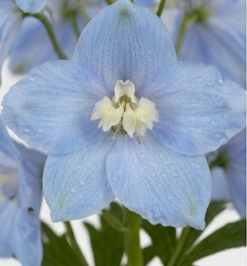 Espigas de Delphinium nacional fresco de temporada para floristas.
