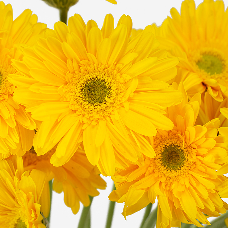 Primer plano macro de los pétalos y el centro de una flor de gerbera amarilla.