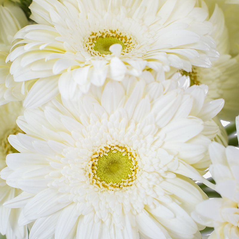 Detalle macro de los pétalos blancos y el disco central de una Gerbera blanca premium.