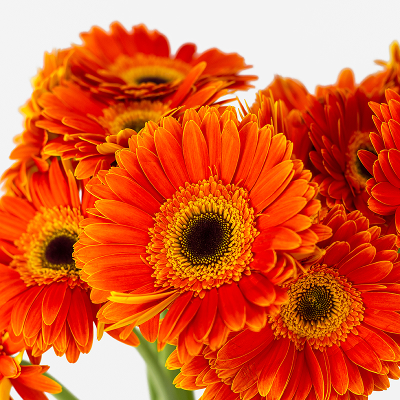 Detalle macro de una Gerbera naranja mostrando la textura de los pétalos y el centro floral