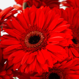 Macro de los pétalos aterciopelados y centro oscuro de una gerbera roja.
