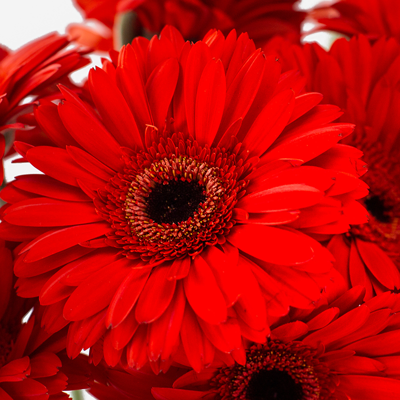 Macro de los pétalos aterciopelados y centro oscuro de una gerbera roja.