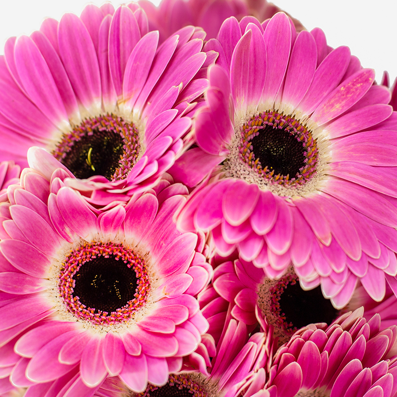 Detalle macro del centro oscuro y pétalos de una gerbera rosa fucsia.