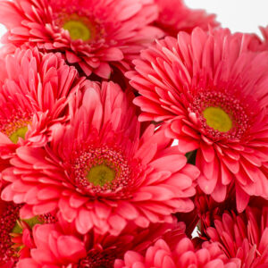 Macro detalle de los pétalos de gerbera rosa y centro amarillo.