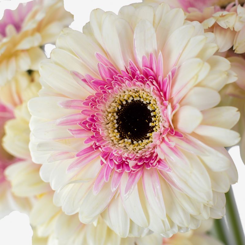 Detalle macro del centro y los pétalos aterciopelados de una flor Gerbera.