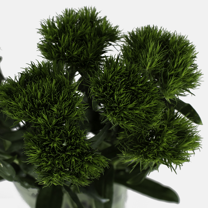 Primer plano macro ultra detallado de la textura de musgo y filamentos verdes del Dianthus Green Trick.