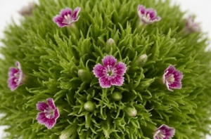 Varas de Dianthus Wilki nacional (clavelina de poeta) en varios colores.