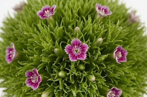 Varas de Dianthus Wilki nacional (clavelina de poeta) en varios colores.