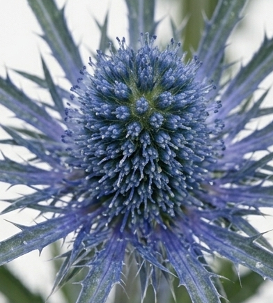 Cardo Eryngium de importación holandesa en azul cobalto intenso.