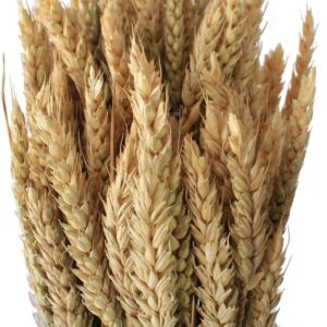 Tallos de trigo preservado sin espigas