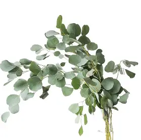 Ramas de Eucalipto Populus con semillas para composiciones florales al por mayor.