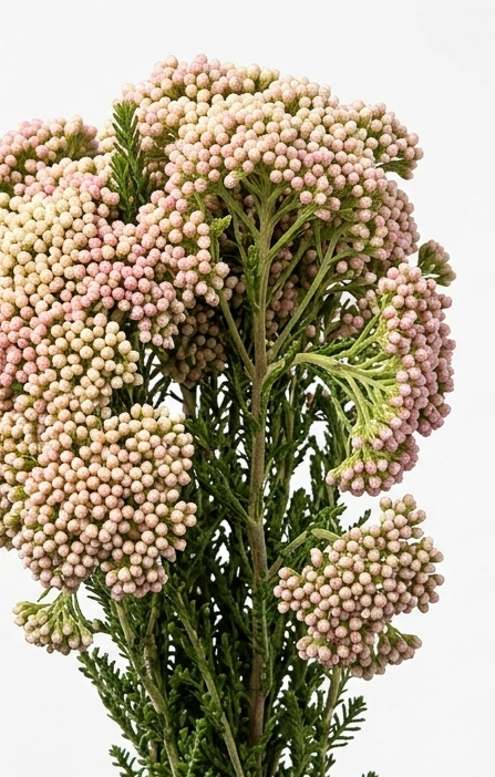 Flor de arroz de importación holandesa para floristería profesional.