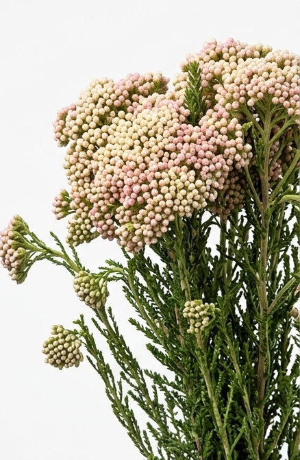 Flor de arroz nacional fresca para relleno de ramos de novia.