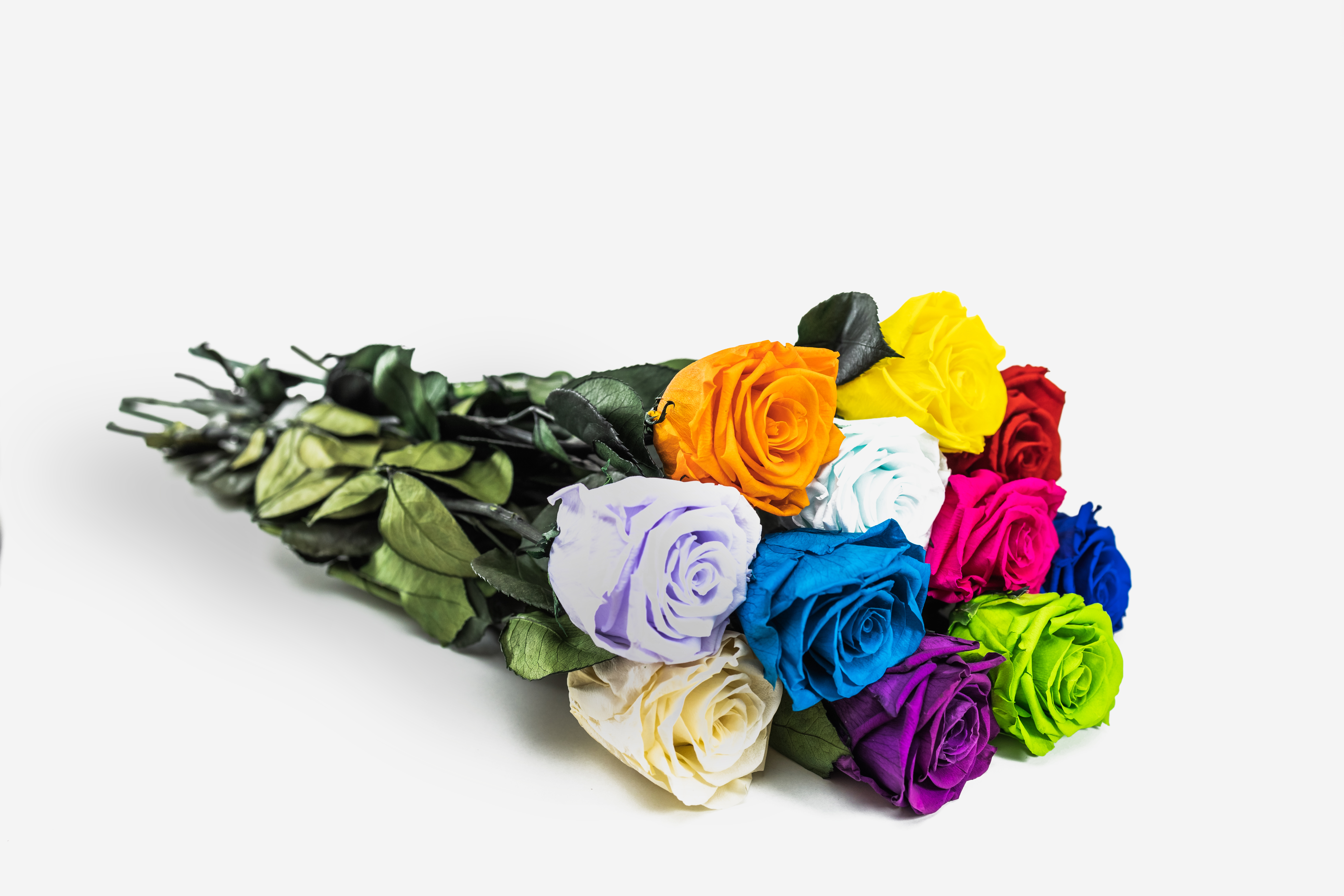 Cabeza de rosa natural preservada de alta calidad con pétalos aterciopelados y forma perfecta, rodeada de muestras de pétalos en diversos colores vibrantes, sobre fondo blanco.