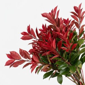 Primer plano detallado de las hojas de Photinia resaltando su textura brillante y bordes aserrados.