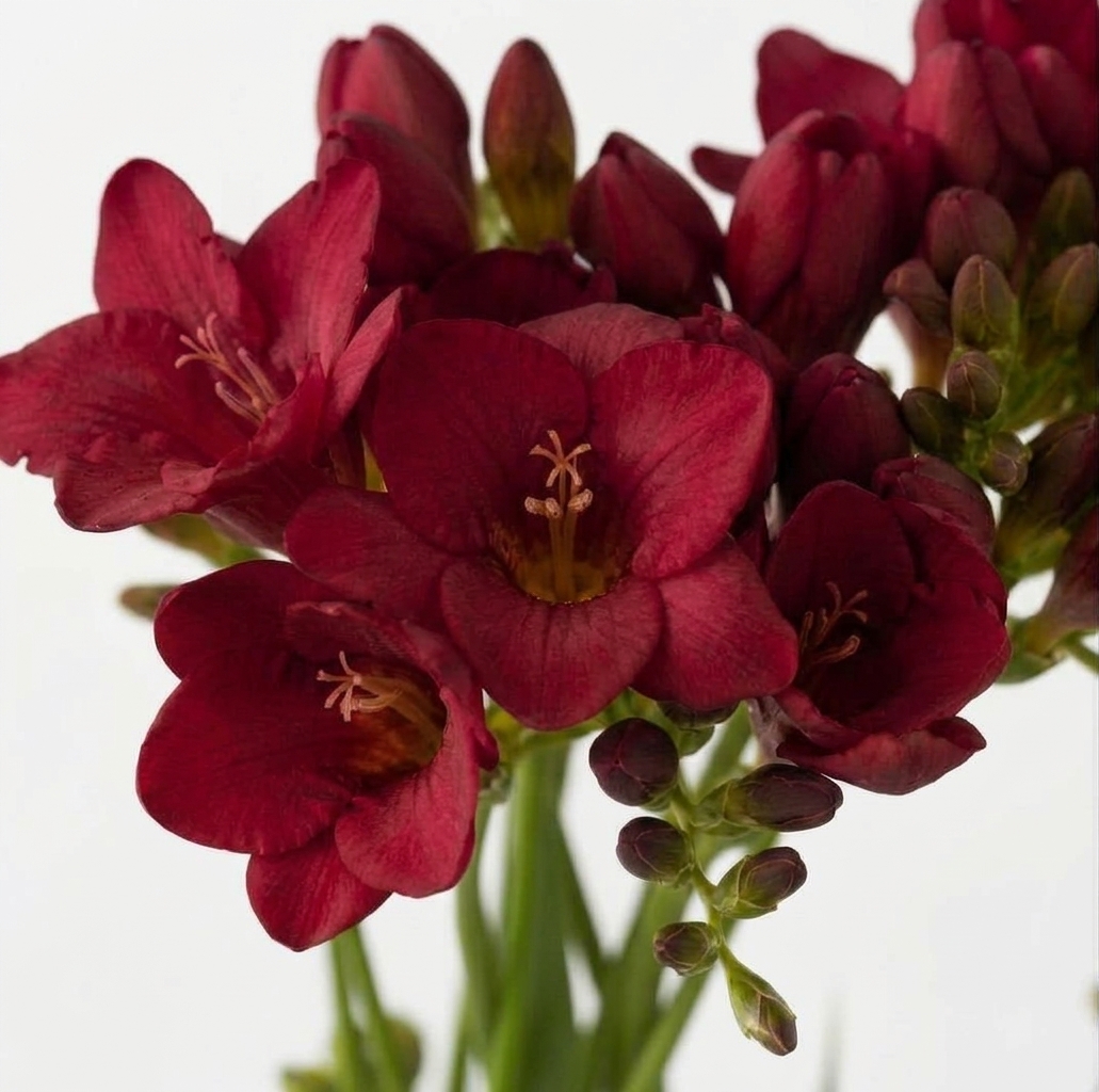 Freesia roja de Holanda fresca con aroma para ramos y arreglos florales profesionales.