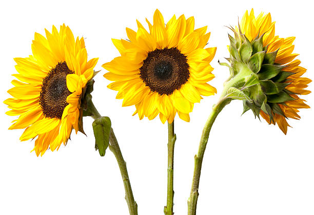 Girasol con pétalos amarillos vibrantes y centro oscuro, fotografiado sobre un fondo blanco limpio.