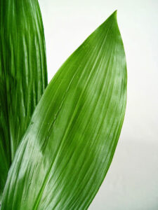 Hojas de aspidistra de importación holandesa uniformes y rígidas.