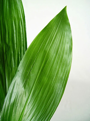Hojas de aspidistra de importación holandesa uniformes y rígidas.