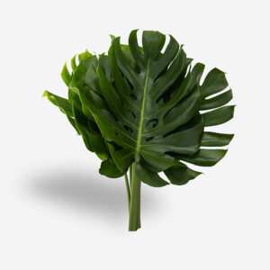 Primer plano de una Hoja de Monstera deliciosa de color verde profundo con sus características perforaciones naturales sobre un fondo blanco limpio. Se aprecia la textura satinada y la forma de "Costilla de Adán" perfecta.
